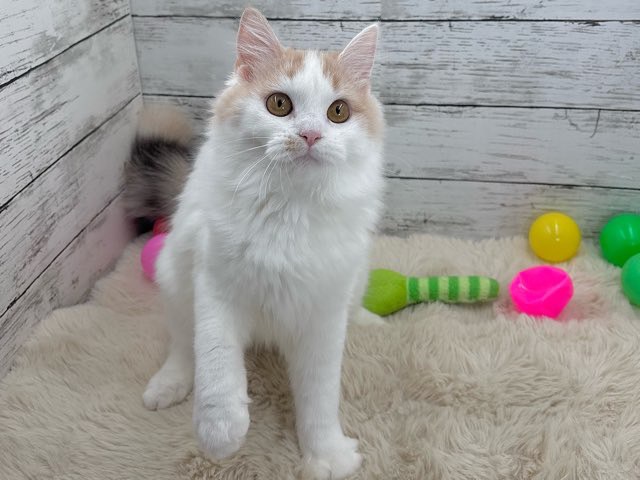 2025年4月8日生まれのマンチカンの5枚目の写真