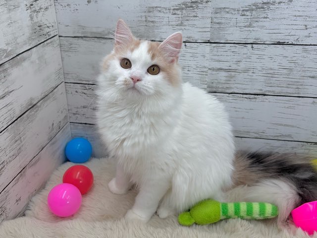 2025年4月8日生まれのマンチカンの6枚目の写真