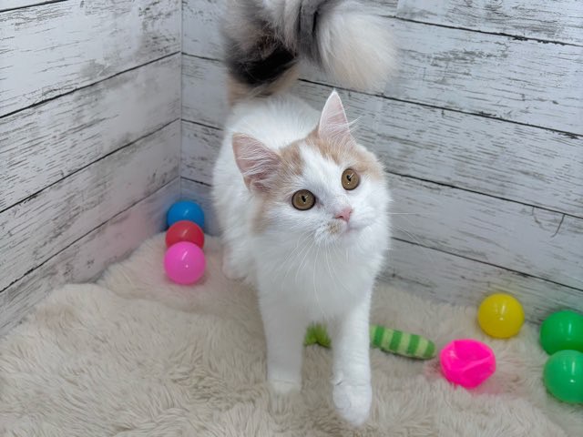 2025年4月8日生まれのマンチカンの7枚目の写真