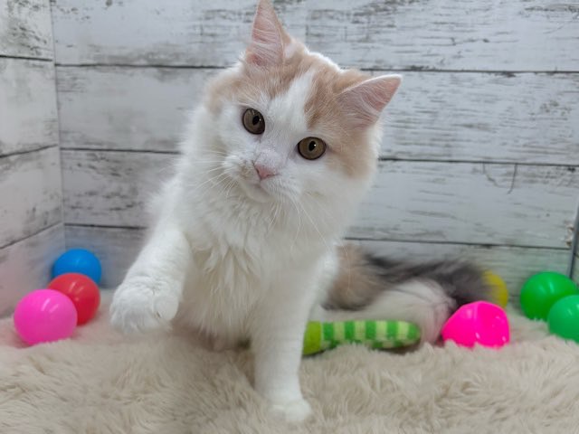 2025年4月8日生まれのマンチカンの8枚目の写真