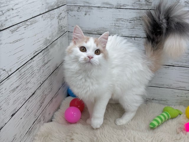 2025年4月8日生まれのマンチカンの9枚目の写真