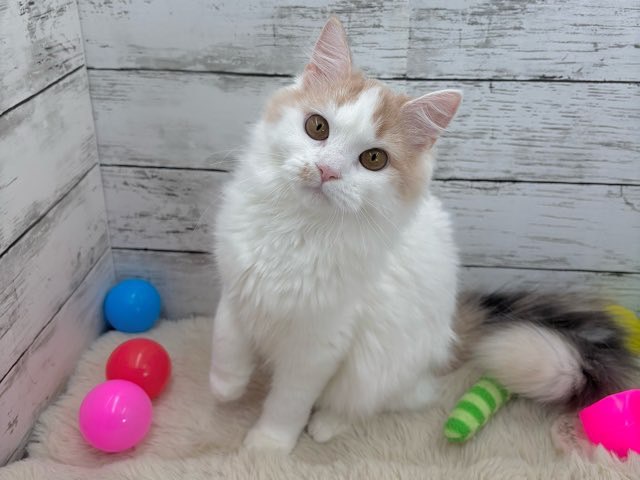 2025年4月8日生まれのマンチカンの10枚目の写真