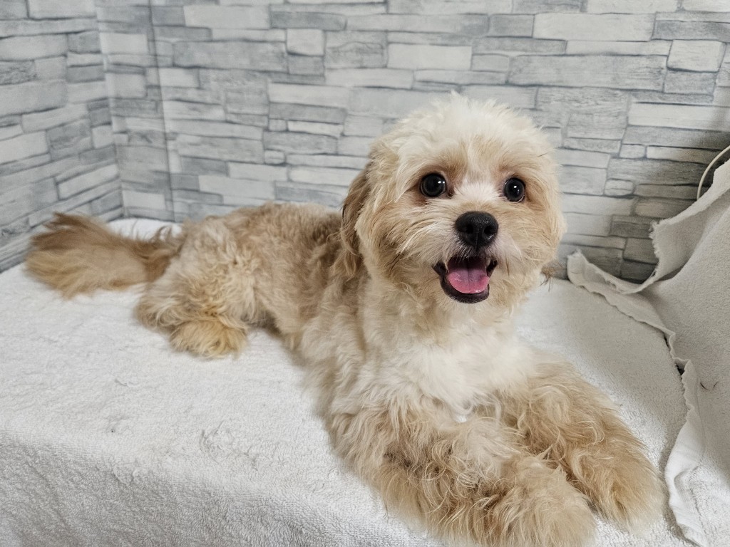 神奈川県のハーフ犬・ミックス犬 (かねだいペットトライアル相模原/2025年1月3日生まれ/男の子/アプリコット)の子犬の1枚目の画像