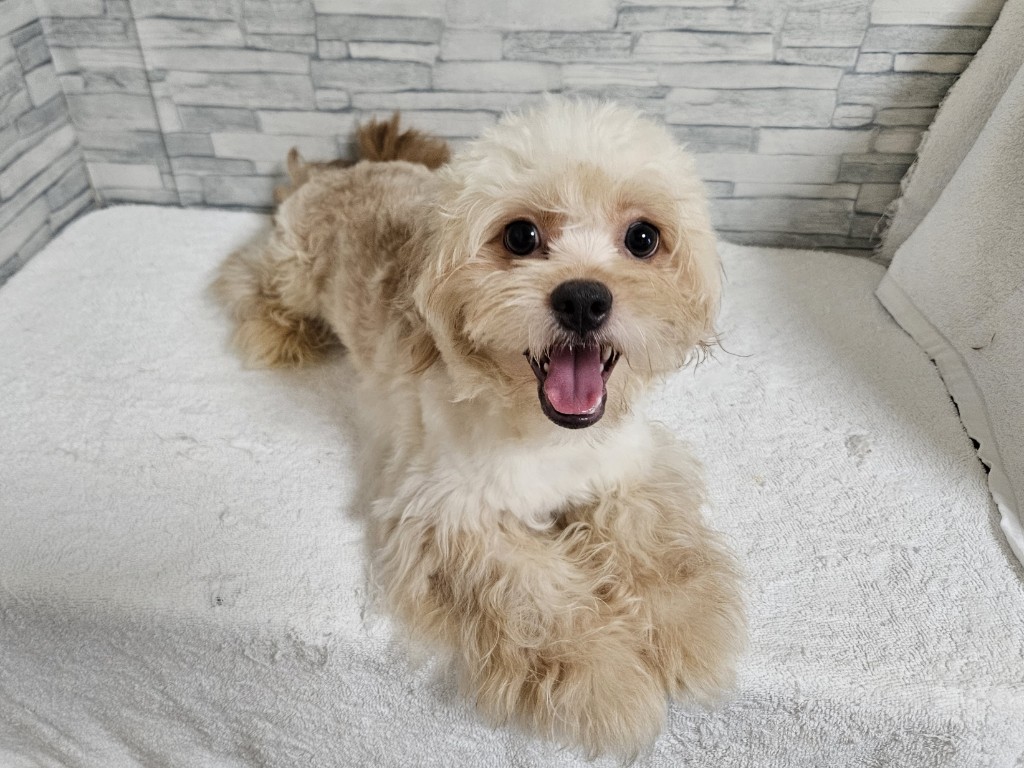 神奈川県のハーフ犬・ミックス犬 (かねだいペットトライアル相模原/2025年1月3日生まれ/男の子/アプリコット)の子犬の2枚目の画像