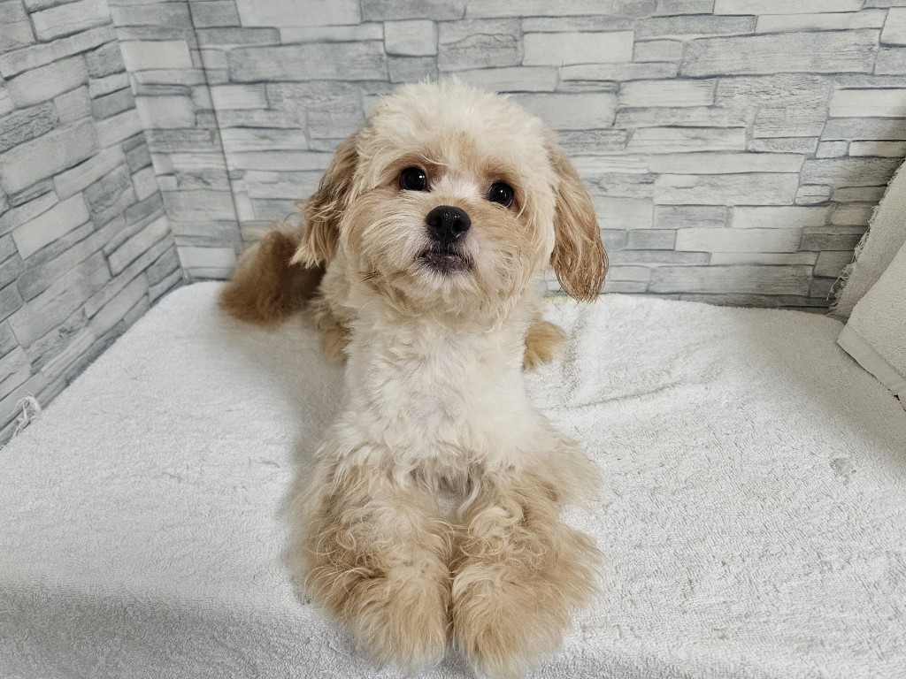 神奈川県のハーフ犬・ミックス犬 (かねだいペットトライアル相模原/2025年1月3日生まれ/男の子/アプリコット)の子犬の3枚目の画像