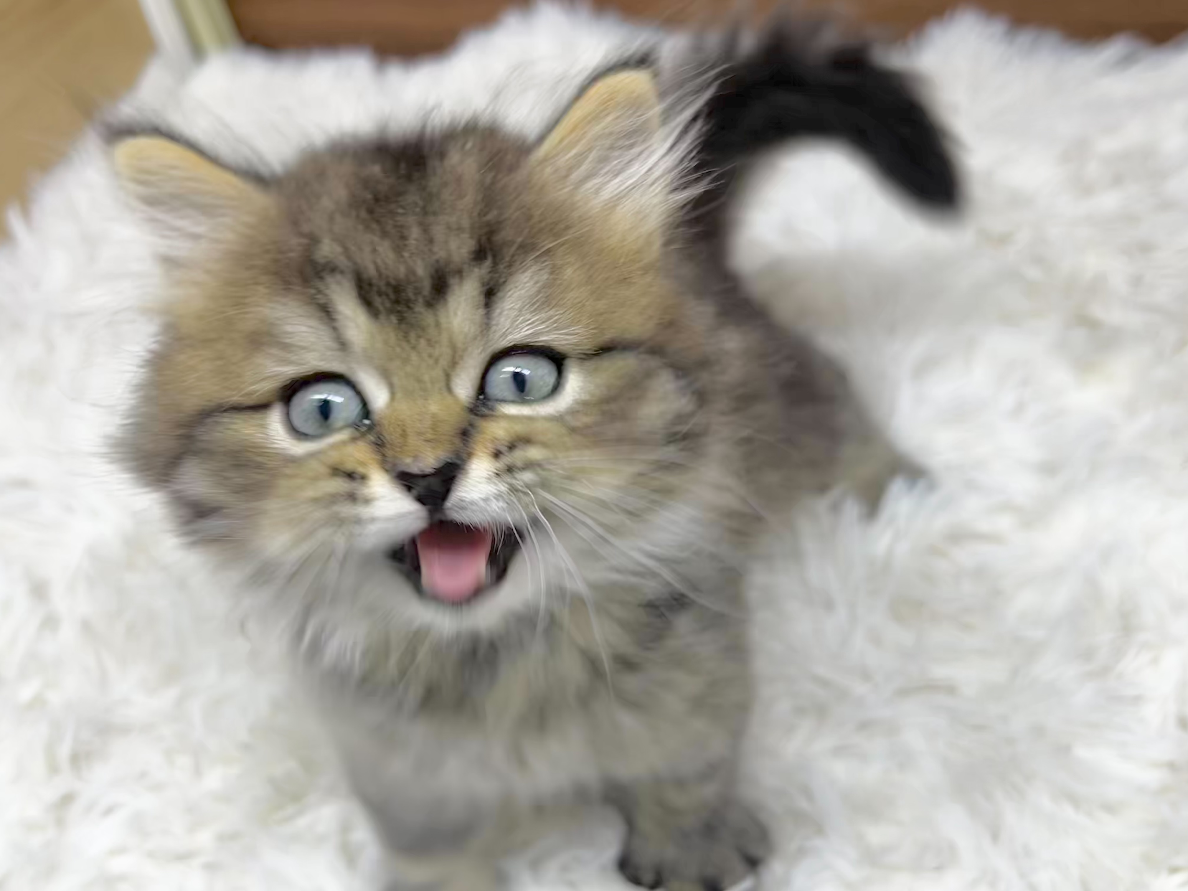 群馬県のハーフ猫・ミックス猫 (かねだいペットトライアル桐生/2025年8月20日生まれ/男の子/ブラウンタビー)の子猫の3枚目の画像