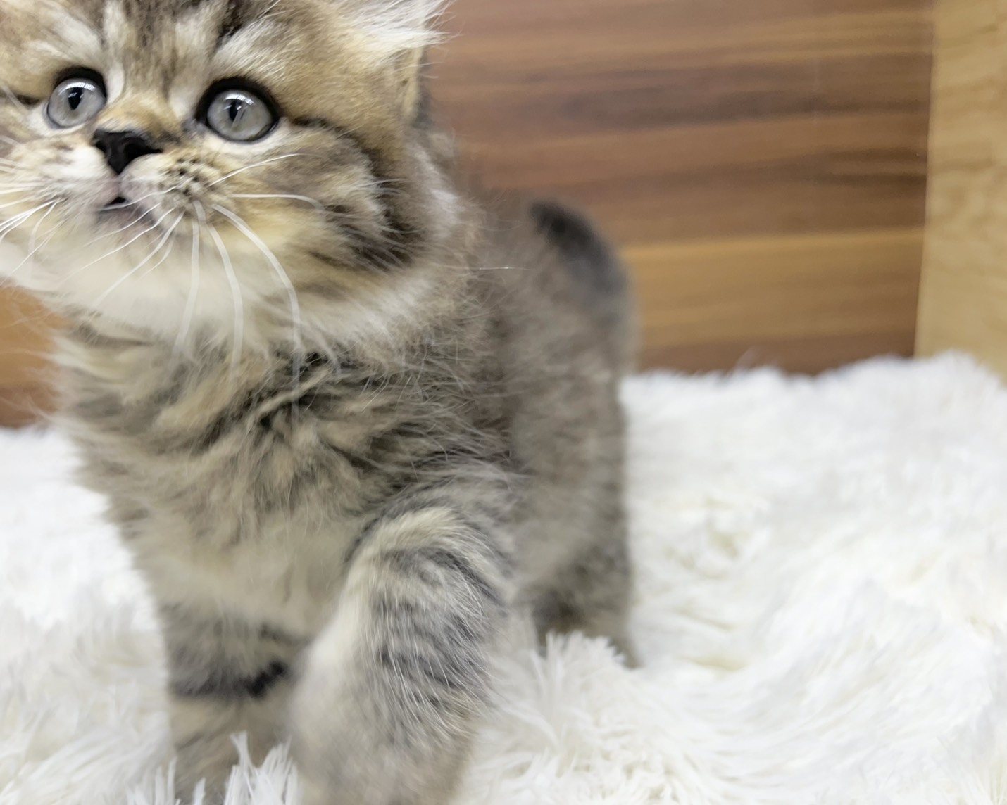 群馬県のハーフ猫・ミックス猫 (かねだいペットトライアル桐生/2025年8月20日生まれ/男の子/ブラウンタビー)の子猫の2枚目の画像