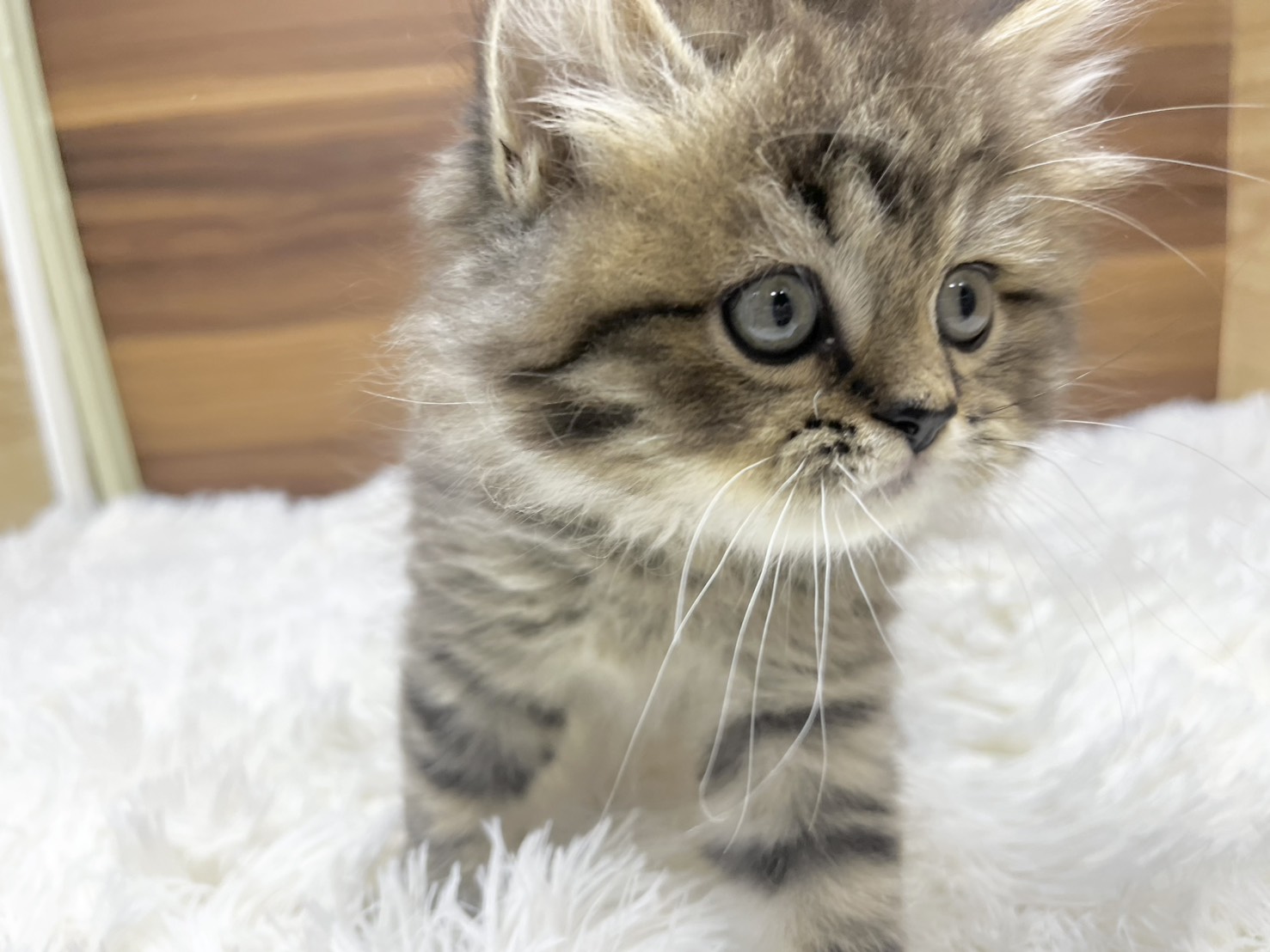 群馬県のハーフ猫・ミックス猫 (かねだいペットトライアル桐生/2025年8月20日生まれ/男の子/ブラウンタビー)の子猫の4枚目の画像
