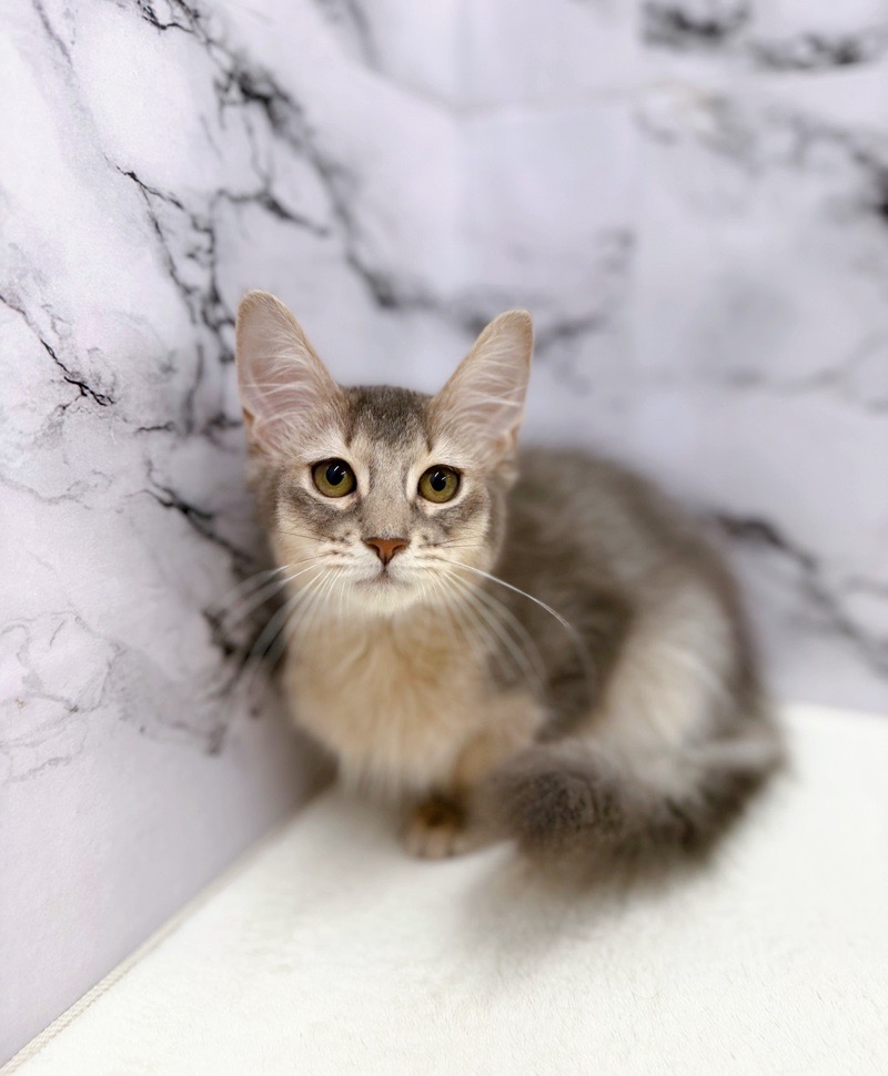 神奈川県のソマリ (かねだい東戸塚店/2025年8月9日生まれ/男の子/ブルー)の子猫の2枚目の画像