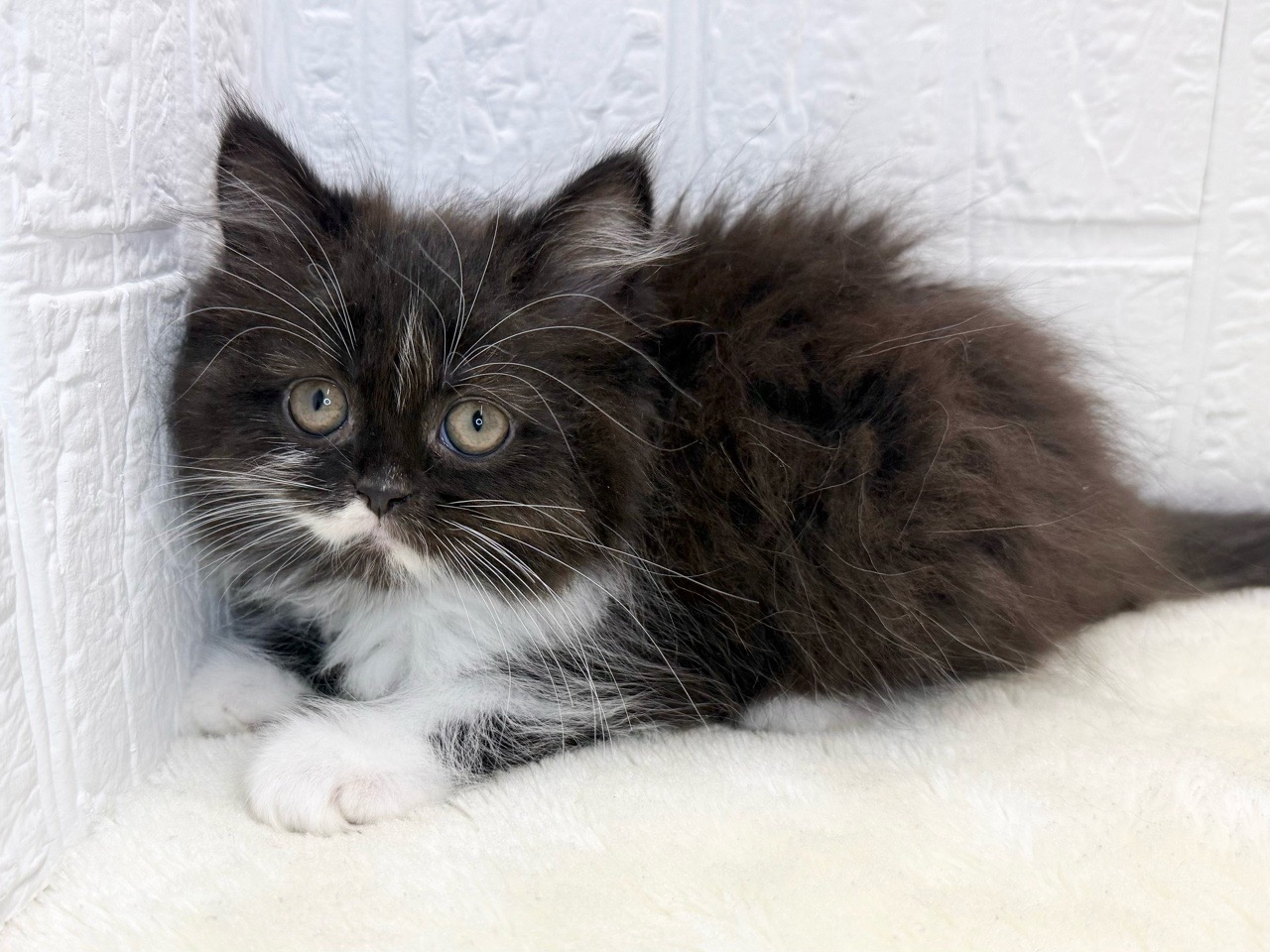 東京都のミヌエット (かねだい青梅店/2025年8月17日生まれ/女の子/ブラックホワイト)の子猫の4枚目の画像