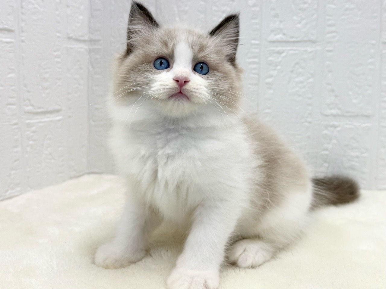 東京都のラグドール (かねだい青梅店/2025年8月19日生まれ/男の子/シールポイントバイカラー)の子猫の3枚目の画像