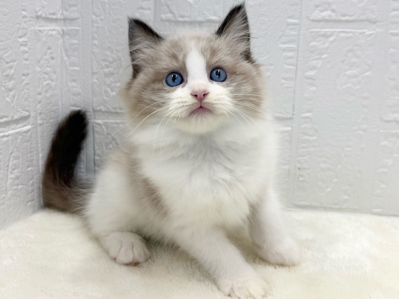 東京都のラグドール (かねだい青梅店/2025年8月19日生まれ/男の子/シールポイントバイカラー)の子猫の4枚目の画像