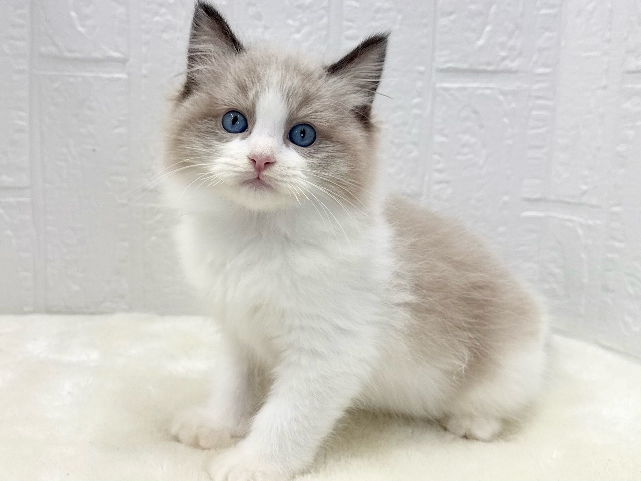 東京都のラグドール (かねだい青梅店/2025年8月19日生まれ/男の子/シールポイントバイカラー)の子猫の4枚目の画像