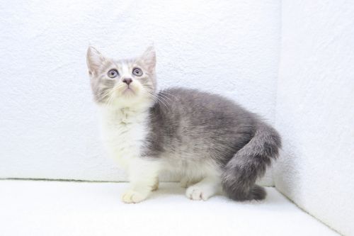 神奈川県のマンチカン (かねだい海老名店/2025年8月8日生まれ/男の子/ブルータビーホワイト)の子猫の2枚目の画像