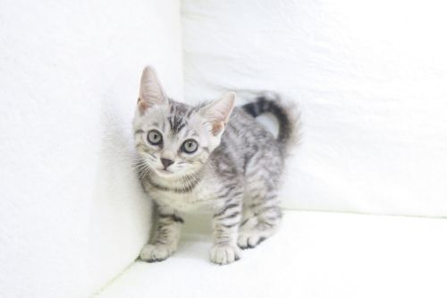 神奈川県のハーフ猫・ミックス猫 (かねだい海老名店/2025年8月23日生まれ/女の子/シルバースポットタビー)の子猫の2枚目の画像