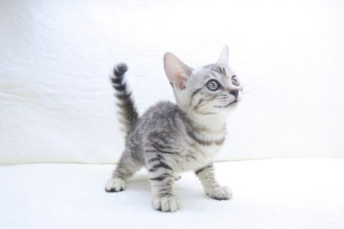 神奈川県のハーフ猫・ミックス猫 (かねだい海老名店/2025年8月23日生まれ/女の子/シルバースポットタビー)の子猫の3枚目の画像