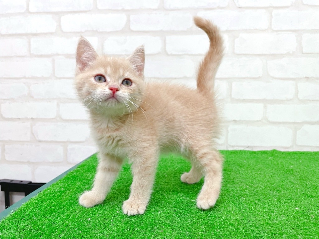 東京都のマンチカン (かねだい立川店/2025年8月22日生まれ/女の子/クリームタビー)の子猫の3枚目の画像