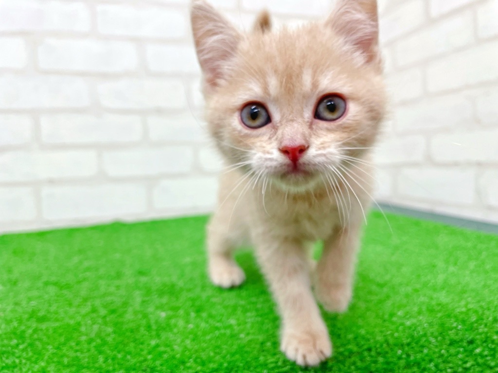 東京都のマンチカン (かねだい立川店/2025年8月22日生まれ/女の子/クリームタビー)の子猫の4枚目の画像