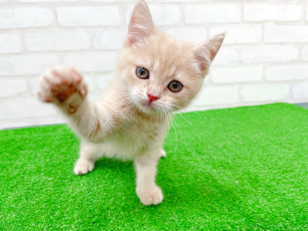 東京都のマンチカン (かねだい立川店/2025年8月22日生まれ/女の子/クリームタビー)の子猫の4枚目の画像