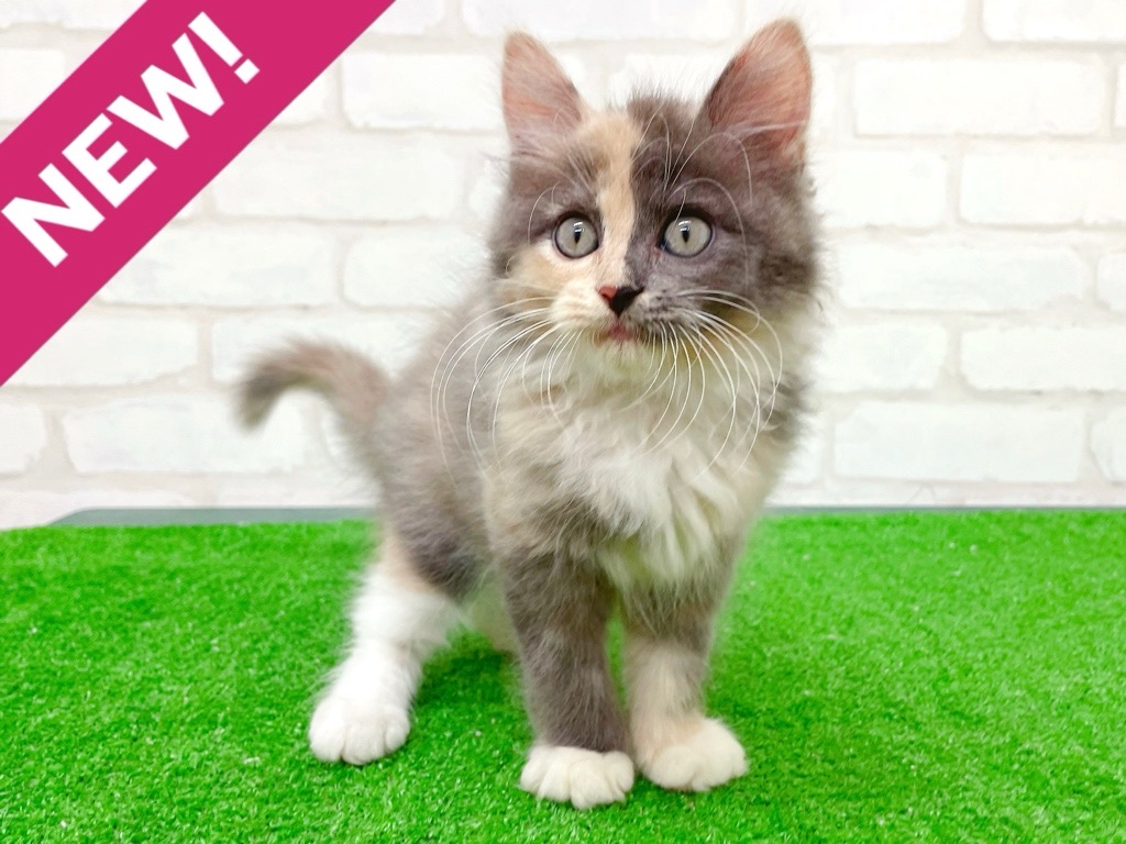 東京都のハーフ猫・ミックス猫 (かねだい立川店/2025年8月23日生まれ/女の子/ダイリュートキャリコ)の子猫の1枚目の画像