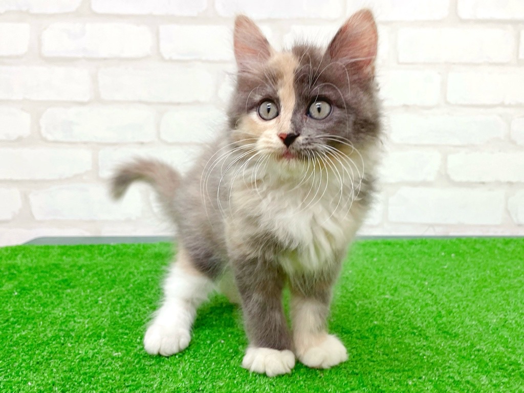 東京都のハーフ猫・ミックス猫 (かねだい立川店/2025年8月23日生まれ/女の子/ダイリュートキャリコ)の子猫の2枚目の画像