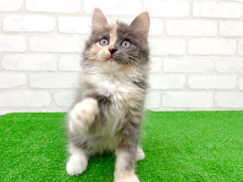 東京都のハーフ猫・ミックス猫 (かねだい立川店/2025年8月23日生まれ/女の子/ダイリュートキャリコ)の子猫の3枚目の画像