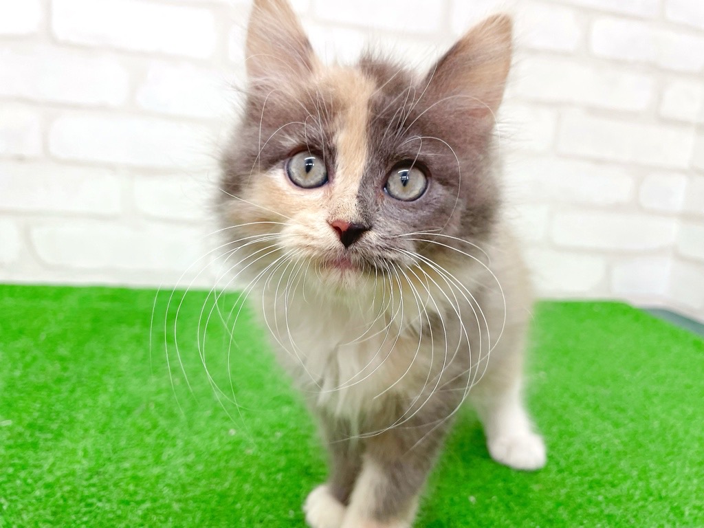 東京都のハーフ猫・ミックス猫 (かねだい立川店/2025年8月23日生まれ/女の子/ダイリュートキャリコ)の子猫の4枚目の画像
