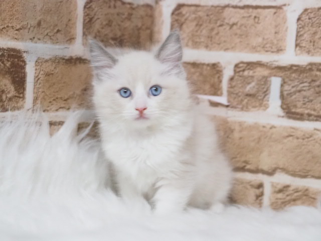 埼玉県のラグドール (かねだい戸田店/2025年8月23日生まれ/男の子/ブルーポイントバイカラー)の子猫
