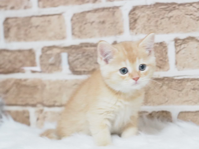埼玉県のマンチカン (かねだい戸田店/2025年8月25日生まれ/男の子/レッド)の子猫