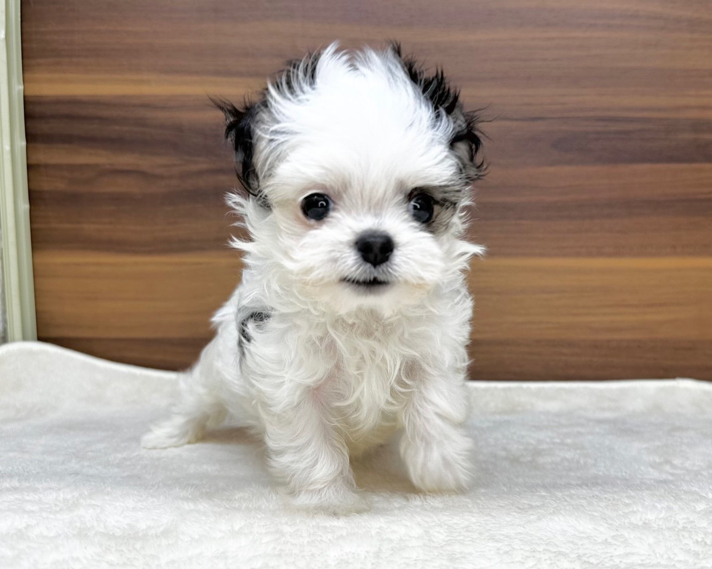 価格の安い✿チワワ（L）×マルチーズ ♀ 動画がかわいい♡ / ペット