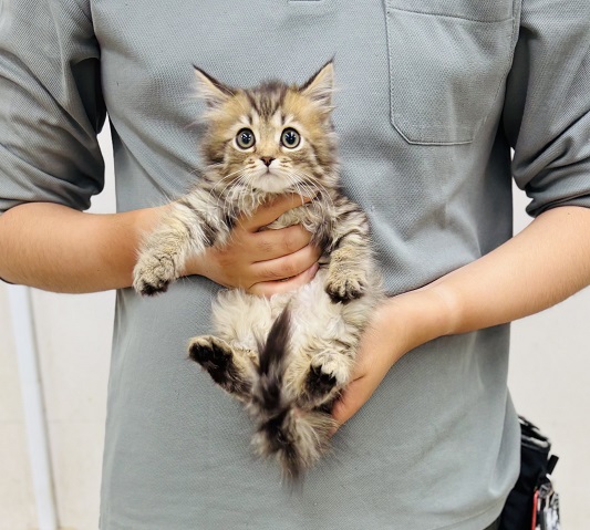 神奈川県のサイベリアン (かねだい伊勢原店/2025年8月19日生まれ/女の子/ブラウンタビー)の子猫