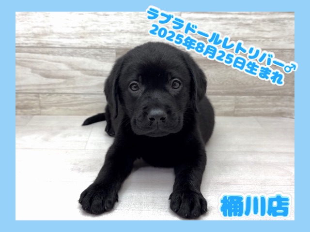 埼玉県のラブラドールレトリーバー (かねだい桶川店/2025年8月25日生まれ/男の子/ブラック)の子犬の1枚目の画像