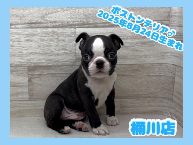 埼玉県のボストンテリア (かねだい桶川店/2025年8月24日生まれ/男の子/ボストンカラー)の子犬の1枚目の画像