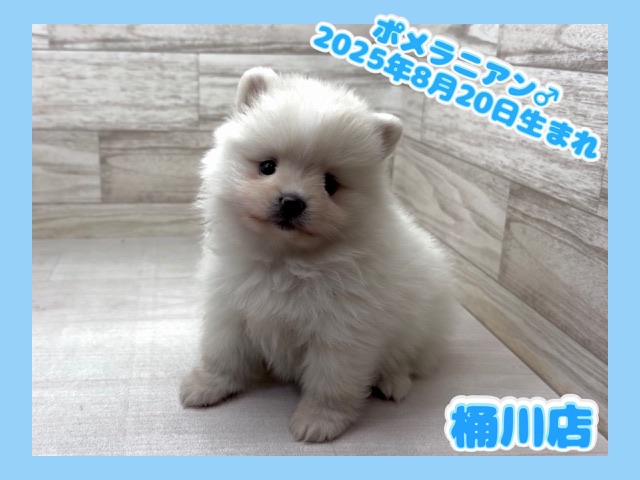 埼玉県のポメラニアン (かねだい桶川店/2025年8月20日生まれ/男の子/クリーム)の子犬の1枚目の画像