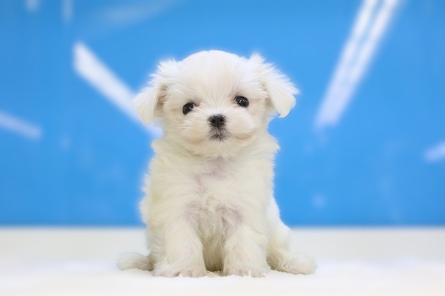 埼玉県のマルチーズ (かねだい草加店/2025年8月24日生まれ/男の子/ホワイト)の子犬の1枚目の画像