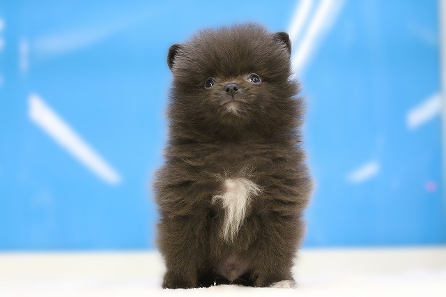 埼玉県のポメラニアン (かねだい草加店/2025年8月20日生まれ/男の子/ブルー)の子犬の1枚目の画像