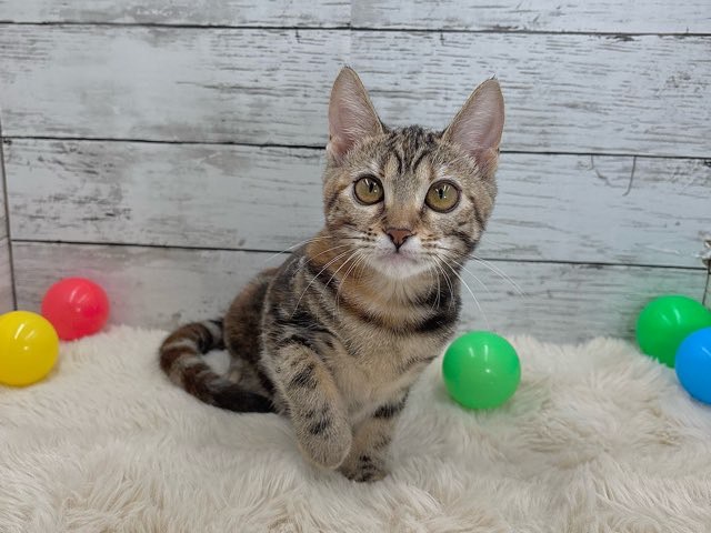 2025年6月18日生まれのアメリカンショートヘアーの5枚目の写真