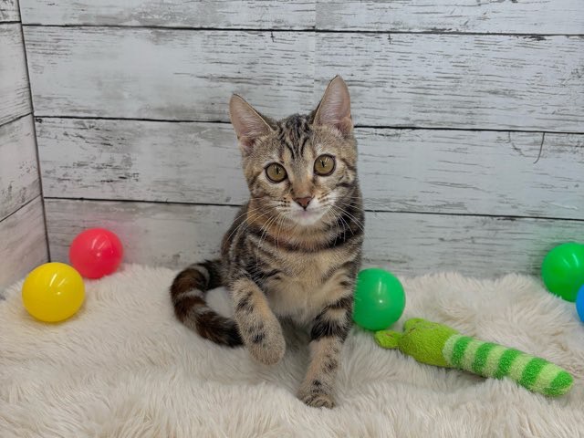 2025年6月18日生まれのアメリカンショートヘアーの6枚目の写真