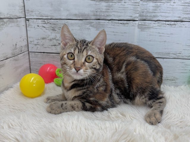 2025年6月18日生まれのアメリカンショートヘアーの7枚目の写真