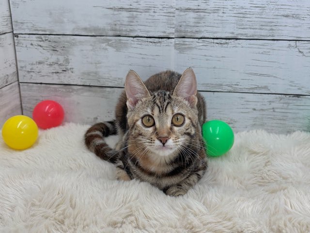 2025年6月18日生まれのアメリカンショートヘアーの8枚目の写真