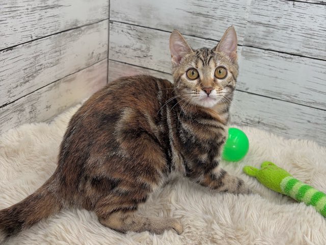 2025年6月18日生まれのアメリカンショートヘアーの9枚目の写真