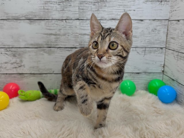 2025年6月18日生まれのアメリカンショートヘアーの10枚目の写真