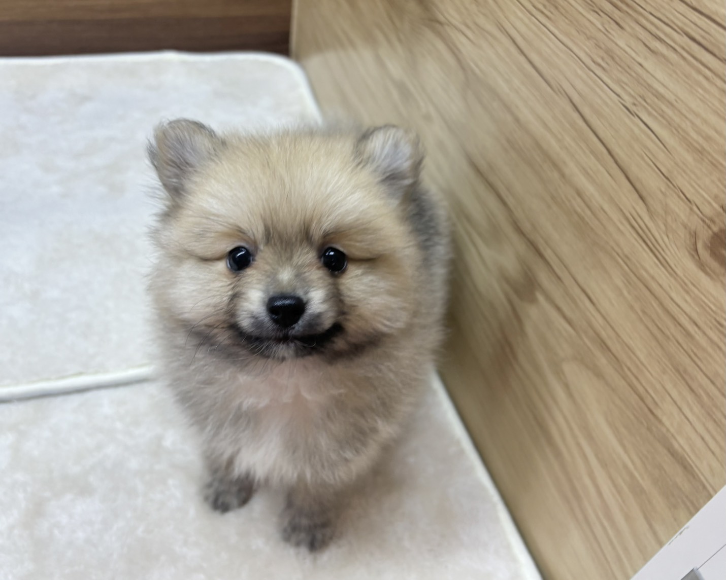 群馬県のポメラニアン (かねだいペットトライアル桐生/2025年8月25日生まれ/男の子/オレンジ)の子犬の3枚目の画像