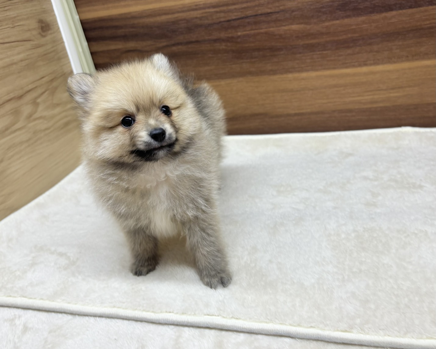 群馬県のポメラニアン (かねだいペットトライアル桐生/2025年8月25日生まれ/男の子/オレンジ)の子犬の4枚目の画像
