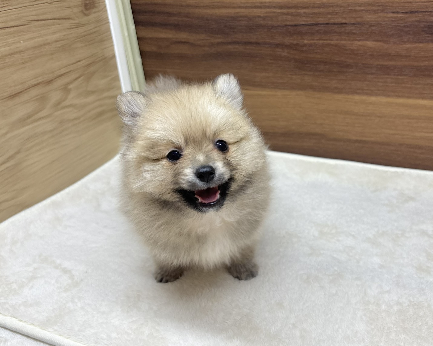 群馬県のポメラニアン (かねだいペットトライアル桐生/2025年8月25日生まれ/男の子/オレンジ)の子犬の2枚目の画像