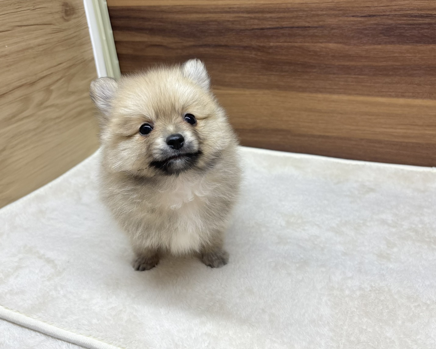 群馬県のポメラニアン (かねだいペットトライアル桐生/2025年8月25日生まれ/男の子/オレンジ)の子犬の1枚目の画像