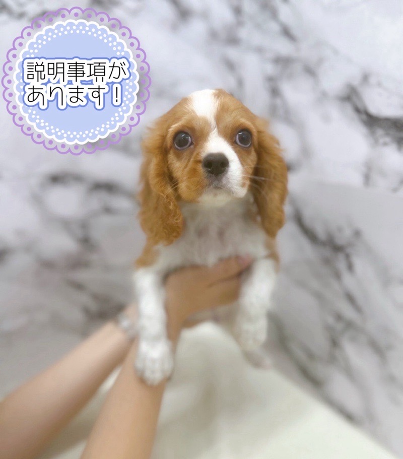 神奈川県のキャバリアキングチャールズスパニエル (かねだい東戸塚店/2025年7月17日生まれ/男の子/ブレンハイム)の子犬の1枚目の画像