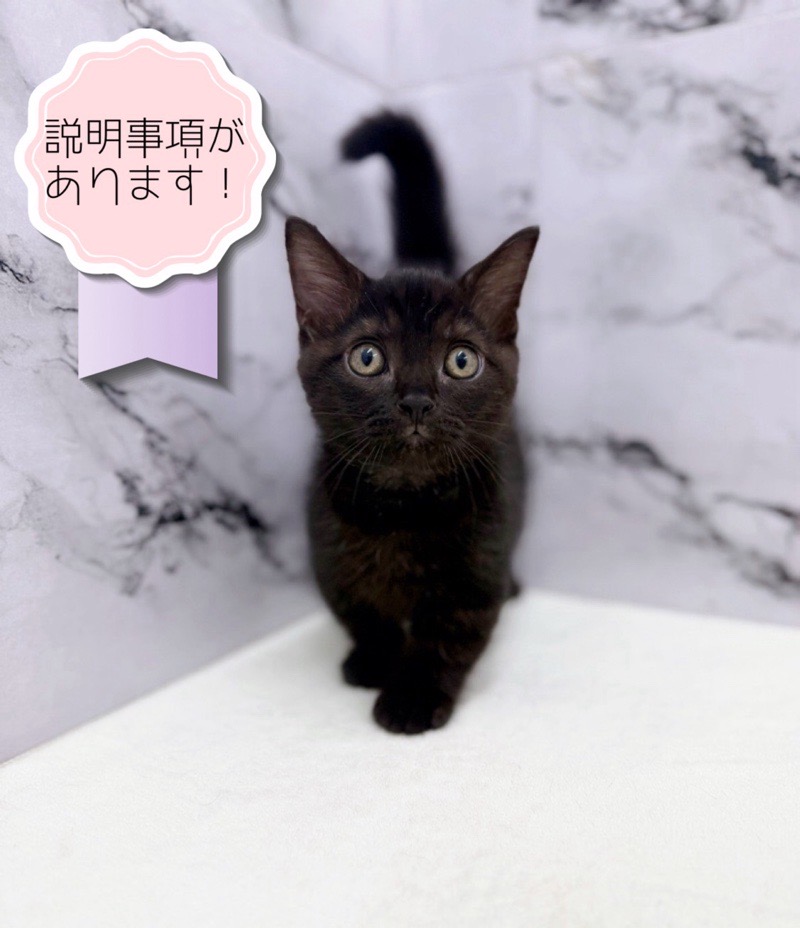 神奈川県のマンチカン (かねだい東戸塚店/2025年8月9日生まれ/男の子/ブラック)の子猫の1枚目の画像
