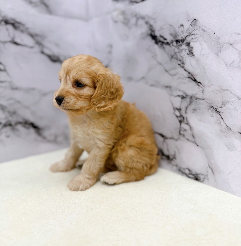 神奈川県のキャバプー(キャバリア×プードル) (かねだい東戸塚店/2025年8月16日生まれ/女の子/アプリコット)の子犬の4枚目の画像