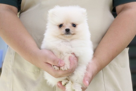 埼玉県のポメラニアン (かねだい草加店/2025年8月4日生まれ/女の子/ホワイト)の子犬
